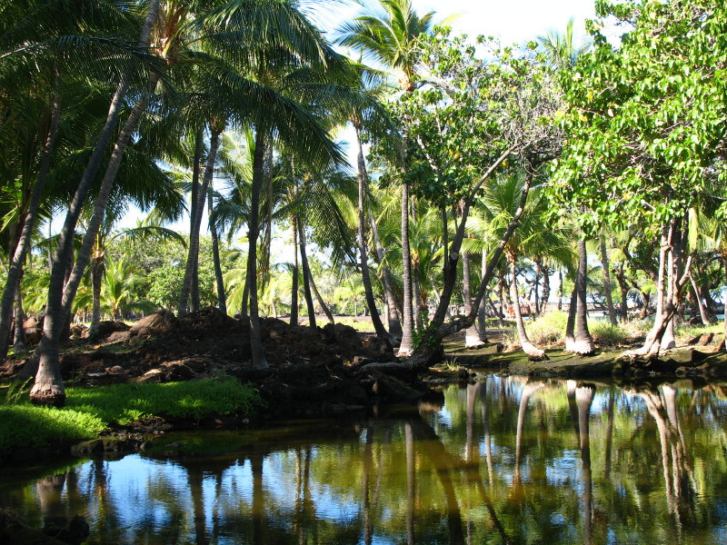 Kamuela: Palms and Ponds photo