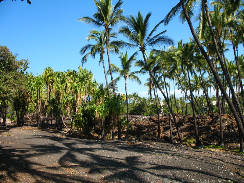 Kamuela: Palms and Ponds photo