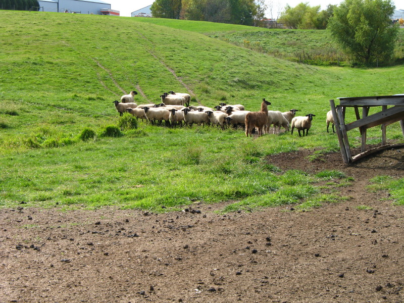 Nearby farm photo